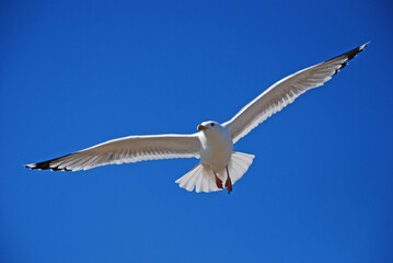 Fototapeta na wymiar A white gull in the blue sky is flying with a cry. Birds over Lake Baikal