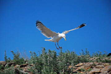 Fototapeta premium A white gull on the shore with its wings outstretched screams. Birds on Lake Baikal 