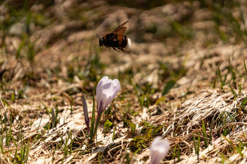 Krokus im Allgäu - Krokusblüte in den Allgäuer Alpen