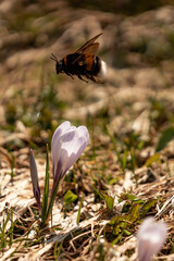 Krokus im Allgäu - Krokusblüte in den Allgäuer Alpen