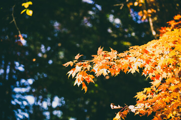 autumn leaves in the sun
