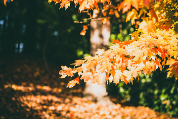 autumn leaves background