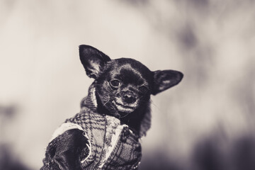 chihuahua in front of a background