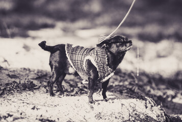 black and white dog