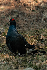 Birkwild - Birkhahn und Birkhuhn in den Allgäuer Alpen