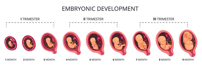 Embryo month stage growth, fetal development vector flat infographic icons. Medical illustration of foetus cycle from 1 to 9 month to birth and combined into trimesters