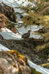 Birkwild - Birkhahn und Birkhuhn in den Allgäuer Alpen