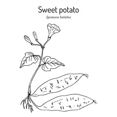 Sweet Potato ipomoea batatas 