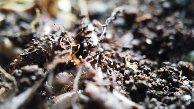 A slimy African Night Crawler (Eudrilus Eugeniae) earth worm digging through a compost. Close up. Ground level view.