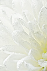 Fototapeta premium Flower