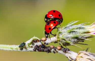 Close-up of a ladybird eating an aphid