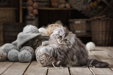 Small fluffy kitten with a ball of knitting © Alexandr Vasilyev