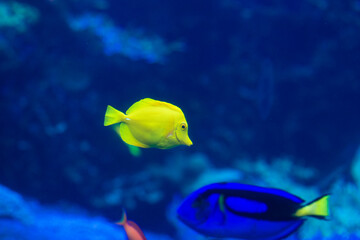 yellow tang fish