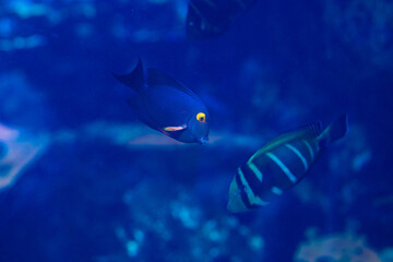 fish in aquarium