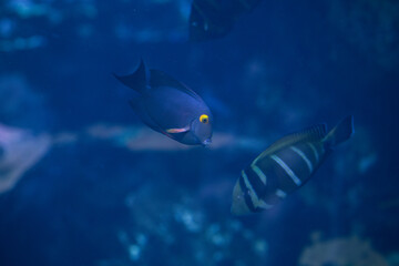fish in aquarium