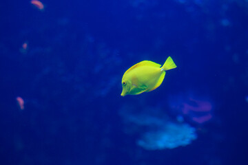 Fototapeta na wymiar yellow fish in aquarium