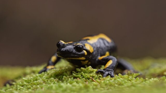 Fire salamander (Salamandra salamandra) on moss, close up