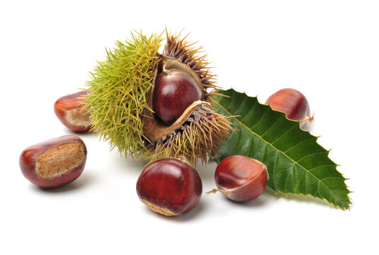 chestnut on a white background