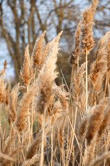 Fototapeta premium Dry reed on the lake, reed layer, reed seeds. Golden reed grass, pampas grass. Abstract natural background. Beautiful pattern with neutral colors. Minimal, stylish, trend concept