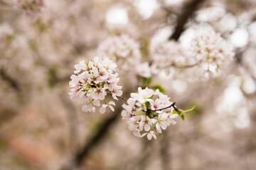 tree blossom