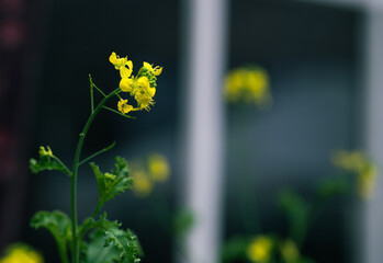 yellow flower in spring