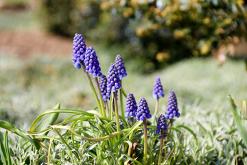 Blue Muscari flowers close up. A group of Grape hyacinth (Muscari armeniacum) blooming in the spring