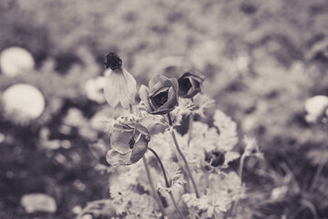 white flower on the ground