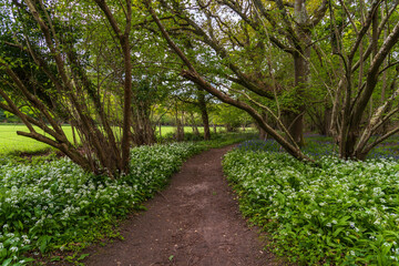 flowered pathway