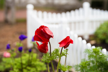 tulips in the garden