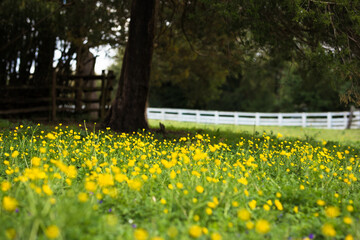 spring in the park