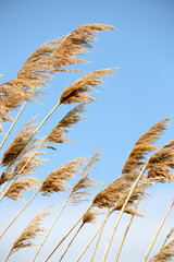 Dry reed on the lake, reed layer, reed seeds. Golden reed grass, pampas grass. Abstract natural background. Beautiful pattern with neutral colors. Minimal, stylish, trend concept