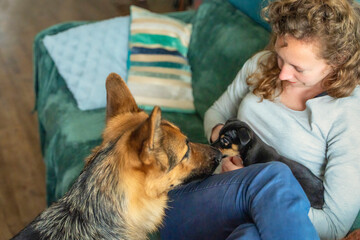 Young woman is sitting on the sofa with her small Jack Russell Terrier puppy on her lap. A large german shepherd dog smells the puppy. Selective focus