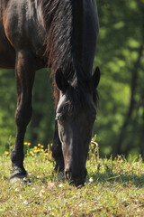 portrait of a grazing black horse