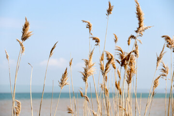 Dry reed on the lake, reed layer, reed seeds. Golden reed grass, pampas grass. Abstract natural background. Beautiful pattern with neutral colors. Minimal, stylish, trend concept