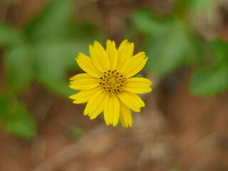 yellow flower in the morning