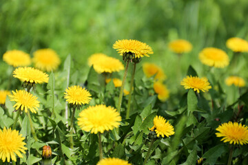 Dandelions in the grass. Yellow dandelion flower. Green grass. Close-up. Spring Green. Spring mood
