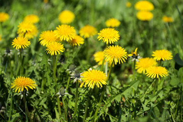 Dandelions in the grass. Yellow dandelion flower. Green grass. Close-up. Spring Green. Spring mood