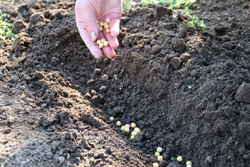 Hand growing seeds of vegetable on sowing soil at garden metaphor gardening, agriculture concept
