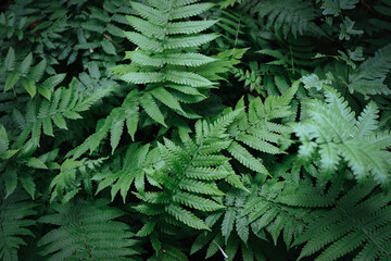 Flat lay of natural fern leaves in the forest with green vintage filter