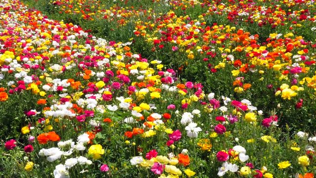 Rows of Buttercups in full bloom and in various colors