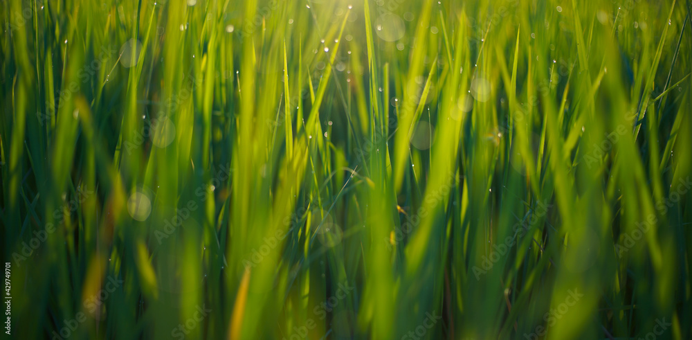 Wall mural Natural green background of grassland or rice field with dewdrop and sunlight