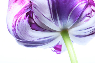 Abstract bud of tulip, view from the bottom. White background. A bud of purple.