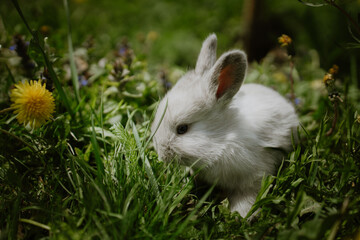 Obraz premium Shot of a little white rabbit in fresh green grass