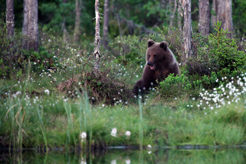 The brown bear (Ursus arctos) bear cubs in the forest. Large bear cubs in a dense Scandinavian taiga.
