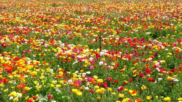 Rows of Buttercups in full bloom and in various colors