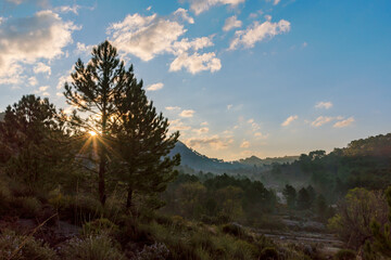 Obraz premium Landscape of forest and mountains with dawn mists in the natural park of Huetor Santillan, Granada.