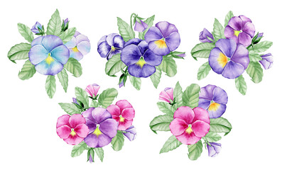 Violas, a hand-drawn garden plant. Watercolor set, bouquets of pansy flowers, on an isolated background.