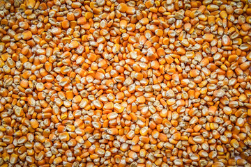 close up of yellow corn seeds can be use as background