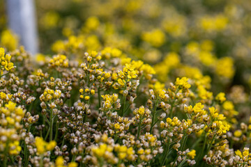 Fototapeta premium small rock flower bloom in garden in spring drama bruniifolia