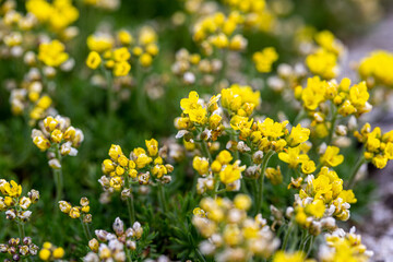 Obraz premium small rock flower bloom in garden in spring drama bruniifolia